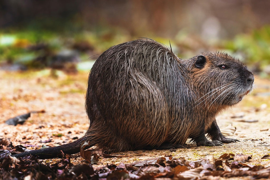 Nutria sitzt am Laubboden - Jagdfakten.at informiert