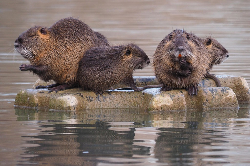 Nutrias auf Stein im Wasser, Foto: Pixabay Nutrias auf Stein im Wasser - Jagdfakten.at informiert