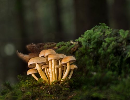 Pilze sammeln – Verhaltensregeln