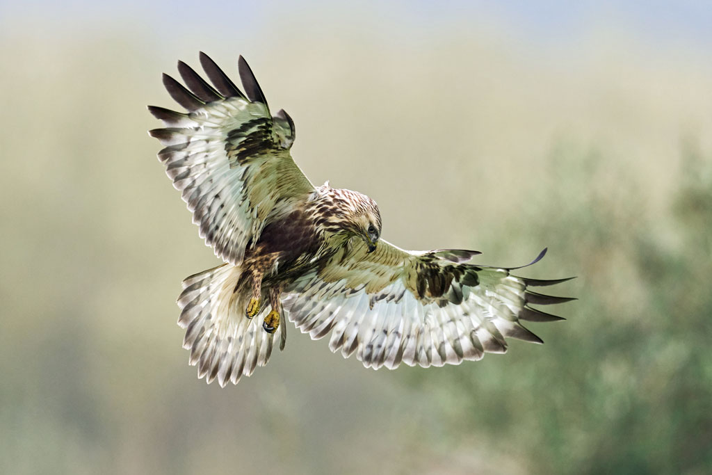 Raufußbussard im Rüttelflug, Jagdfakten.at informiert
