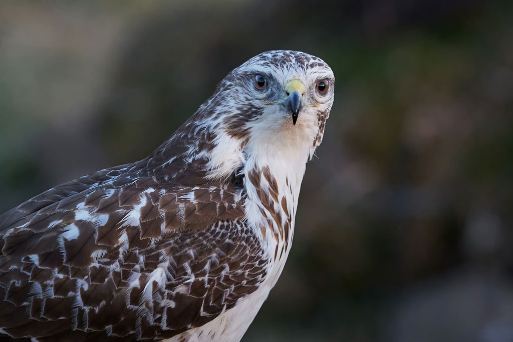 Raufußbussard, Jagdfakten.at informiert