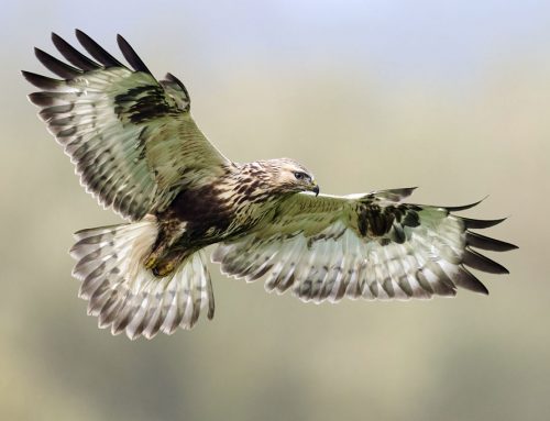 Raufußbussard – Steckbrief