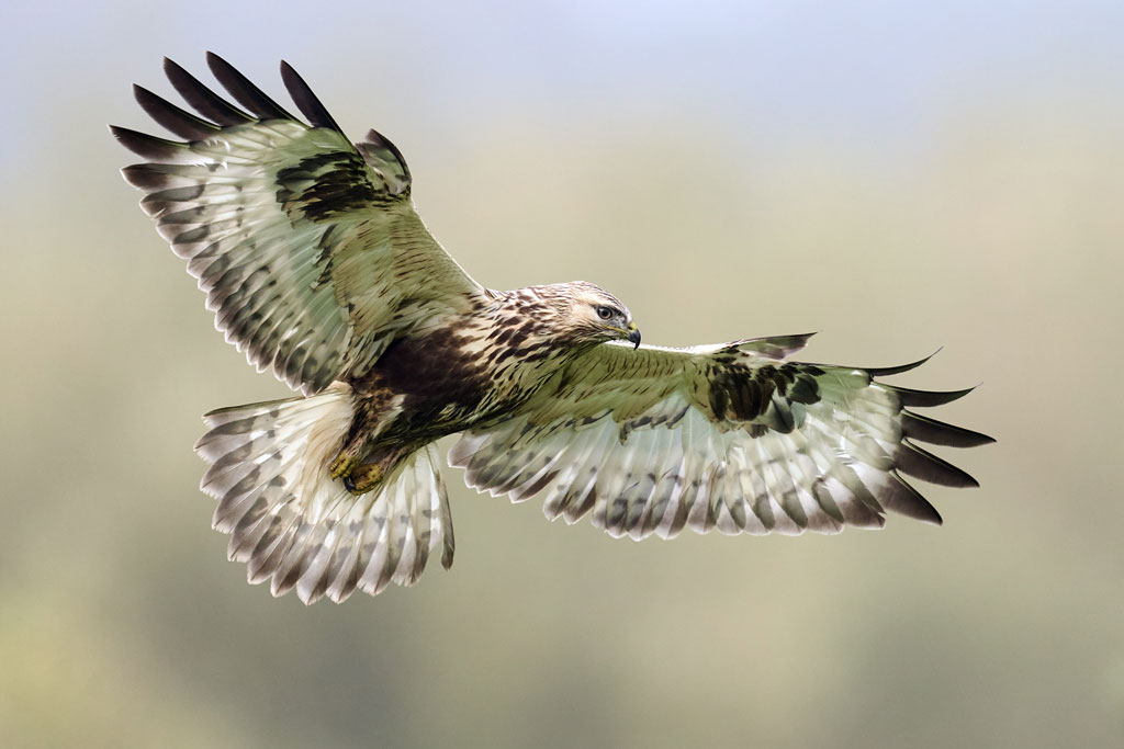 Raufußbussard in der Luft, Foto: Envato – Dennis Jacobsen Raufußbussard - ein kurzer Steckbrief, Jagdfakten.at informiert