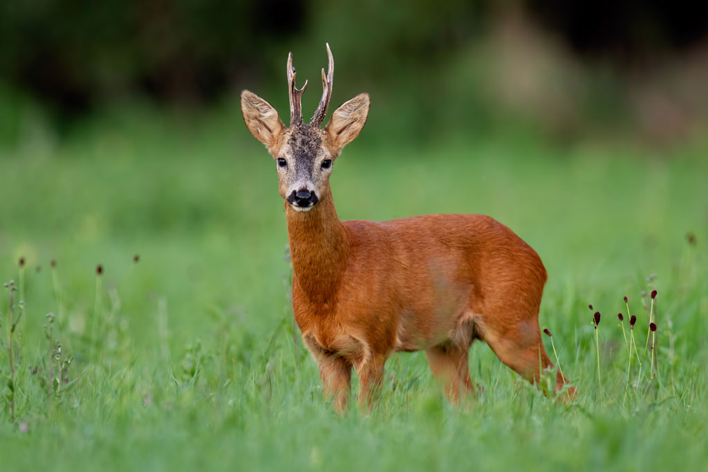 Rehbock in der Wiese, Rehwild in Österreich - Jagdfakten.at informiert