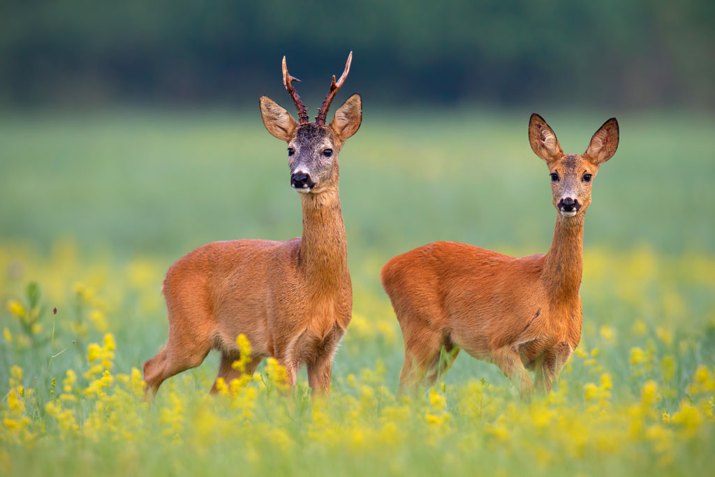 Rehbock und Rehgeiß - Rehwild in Österreich: Jagdfakten.at informiert