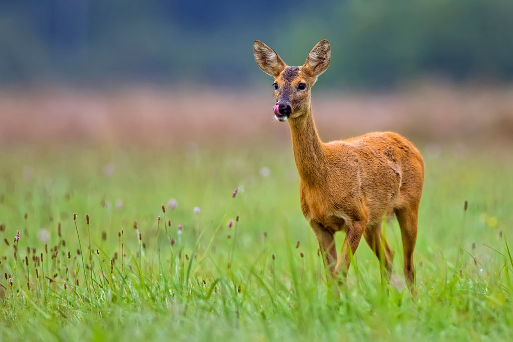 Rehgeiß in der Wiese, Rehwild in Österreich - Jagdfakten.at informiert
