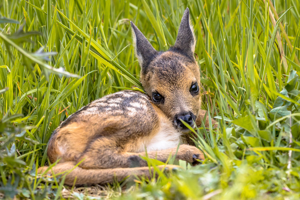 Rehkitz in hoher Wiese, Jagdfakten.at informiert