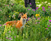 Rotfuchs in der Sommerwiese - Jagdfakten.at informiert, wie Wildtiere durch die Hitze kommen