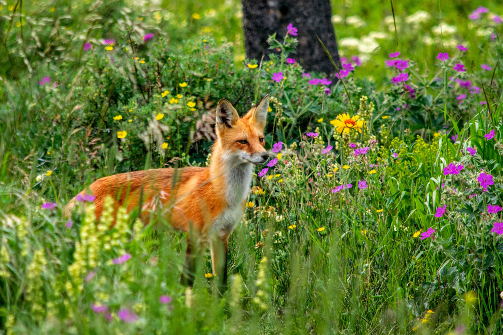 Rotfuchs in der Sommerwiese - Jagdfakten.at informiert, wie Wildtiere durch die Hitze kommen