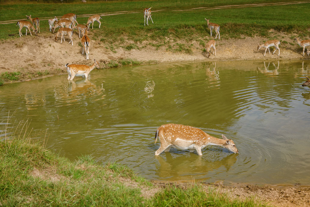 Rotwild an Wasserstelle - Jagdfakten.at informiert, wie Wildtiere durch heiße Sommertage kommen
