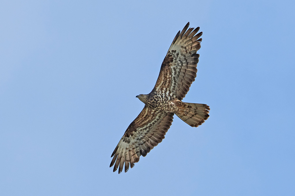 Wespenbussard: Jagdfakten.at informiert