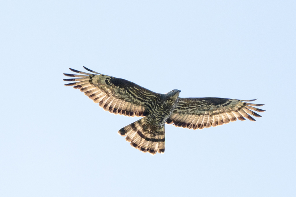 Wespenbussard - Jagdfakten.at informiert