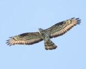 Wespenbussard - Steckbrief: Jagdfakten.at informiert