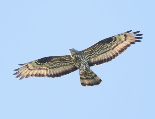 Wespenbussard – Steckbrief