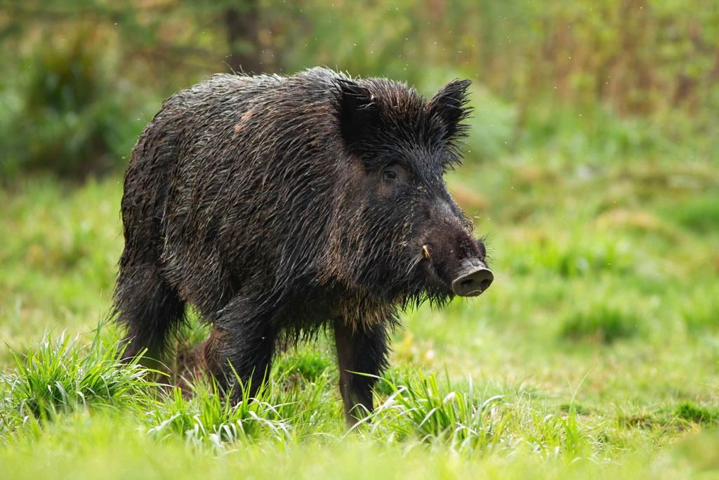 Wildschwein auf Wiesenlichtung im Wald - Jagdfakten.at informiert, wie Wildtiere durch den heißen Sommer kommen
