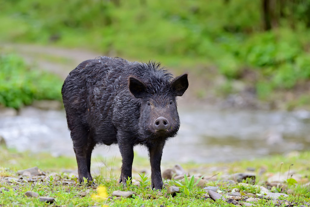 Wildschwein bei Wasserstelle im Wald - Jagdfakten.at informiert, wie Wildtiere durch den heißen Sommer kommen