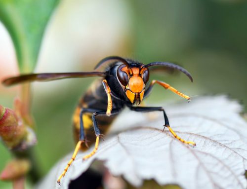 Die Asiatische Hornisse: Was jetzt auf Österreich zukommt