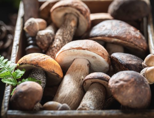 Pilze sammeln – Verhaltensregeln