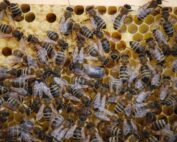 Bienenvolk auf Wabe, Honigbiene - Jagdfakten.at informiert
