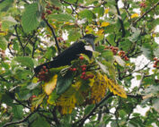 Amsel auf Vogelbeere - Nutzen von Wildobst im Revier: Jagdfakten.at informiert