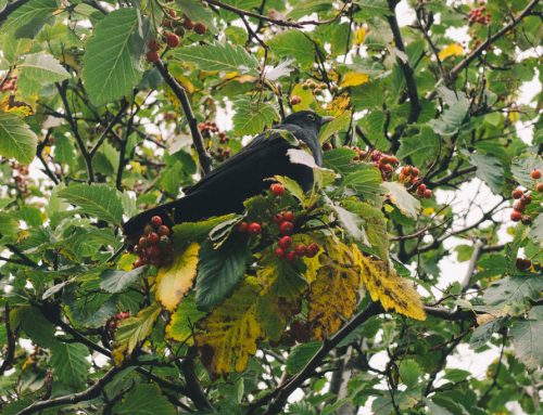 Wildobst im Revier: 5 Bäume mit Mehrwert