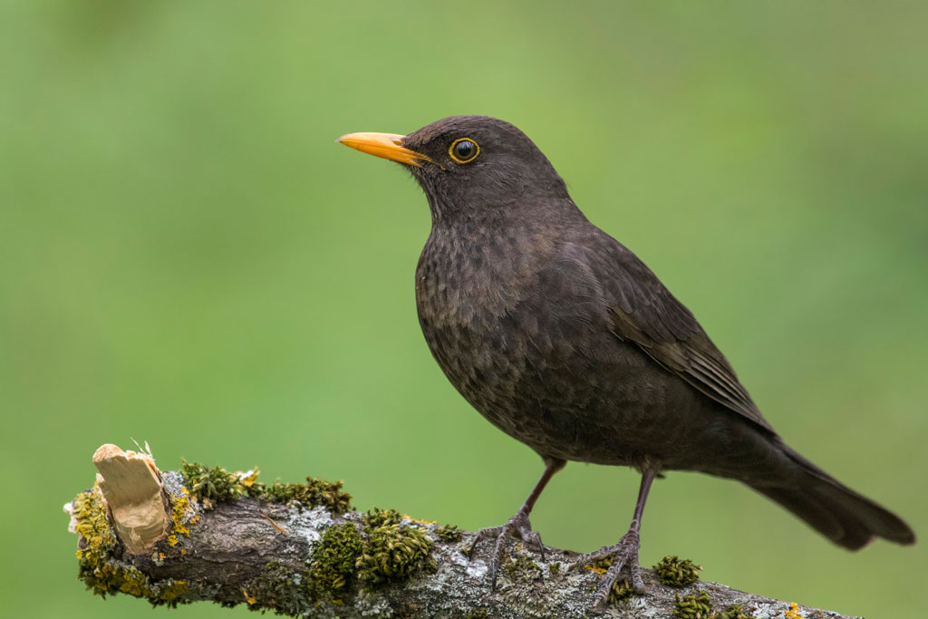 Amsel - Jagdfakten.at informiert