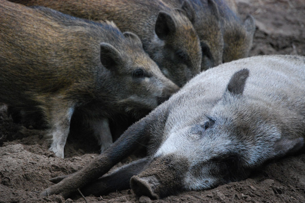 Bache mit Frischlingen, Foto: Envato Bache mit Frischlingen - Jagdfakten.at informiert