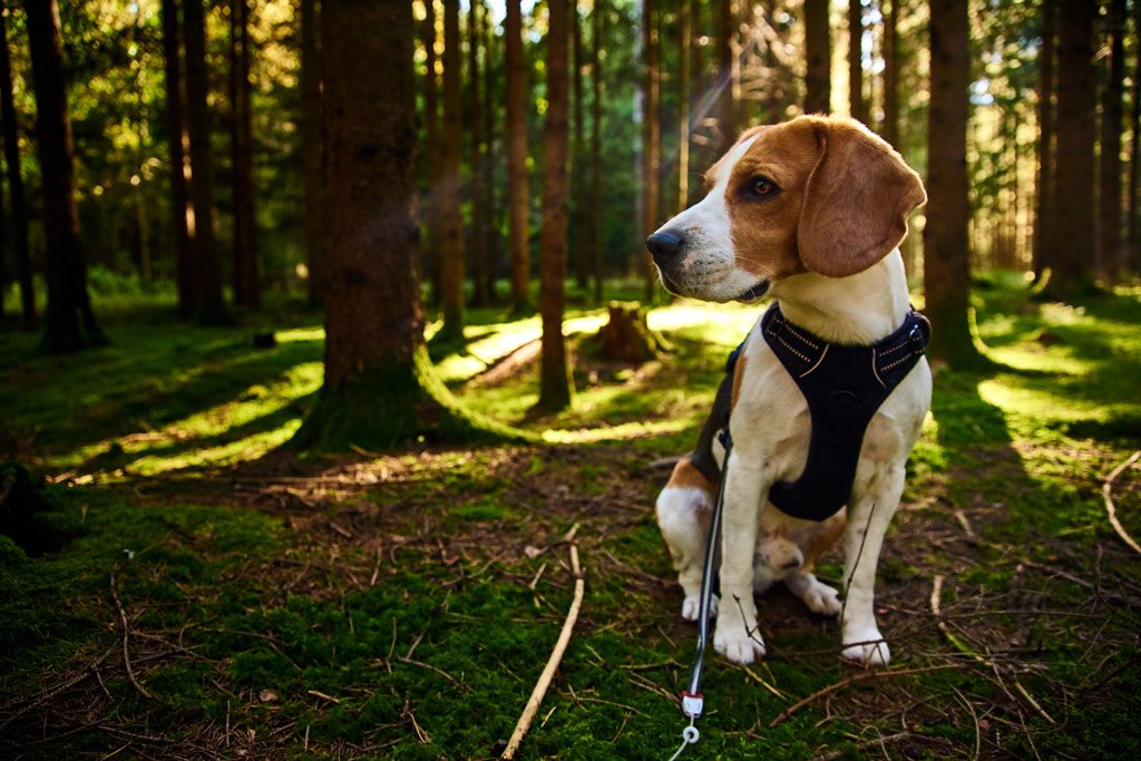Kraftplatz Wald - Waldheilkunde mit Rücksicht und Respekt: Jagdfakten.at informiert