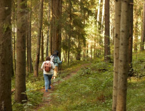 Kraftplatz Wald – Lebensraum vor Erholungsraum