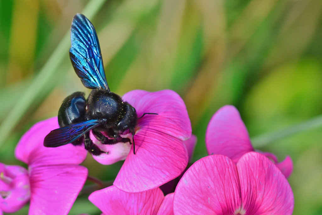 Blaue Holzbiene sitzt auf rosa Blüte - Jagdfakten.at informiert über Wildbienen in Österreich