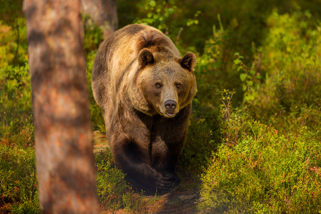 Braunbaer im Wald-Dickicht - Jagdfakten.at informiert