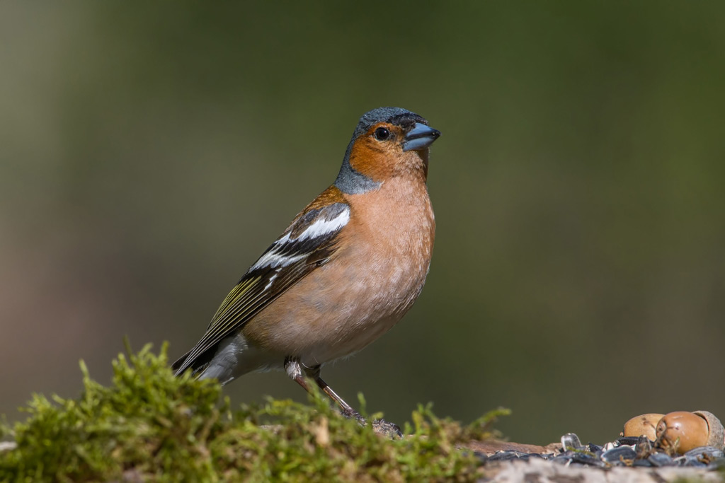 Buchfink - Jagdfakten.at informiert