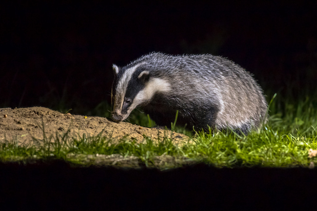 Dachs in der Nacht - Jagdfakten.at informiert