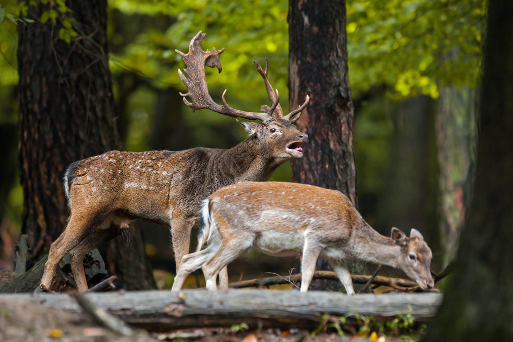 Damwild in der Brunft, Jagdfakten.at informiert