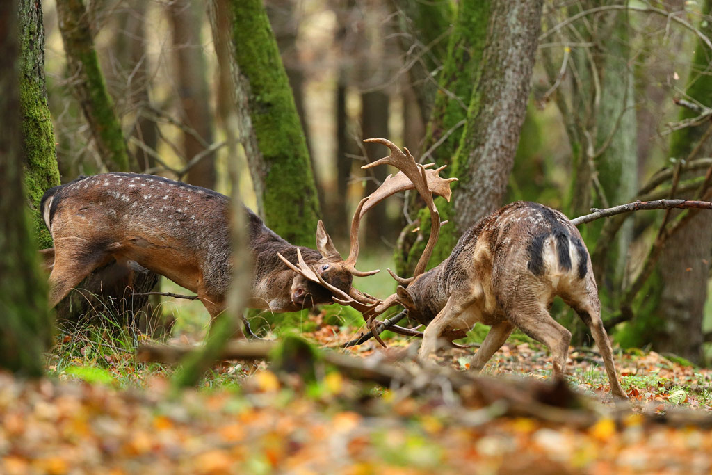 Damwild - Brunftzeit bei Wildtieren, Jagdfakten.at informiert