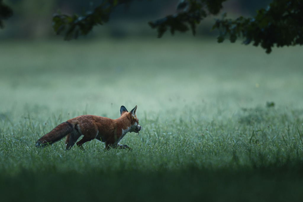 Fuchs auf Waldwiese in der Dämmerung - Jagdfakten.at informiert