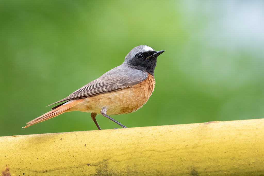 Gartenrotschwanz - Jagdfakten.at informiert