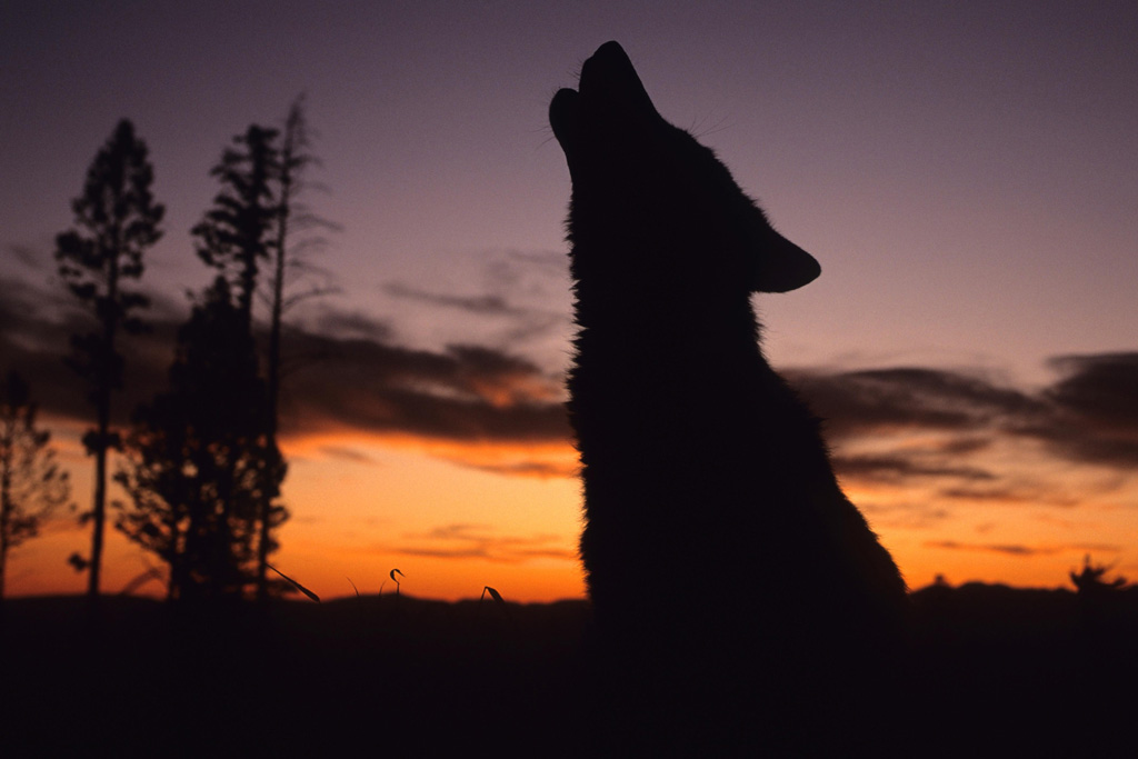 Heulender Wolf - Silhouette im Sonnenuntergang, Jagdfakten.at informiert