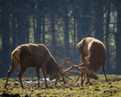 Rotwild, Brunftzeit bei Wildtieren, Jagdfakten.at informiert