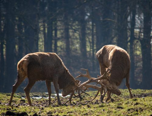 Wann haben Wildtiere Brunftzeit?