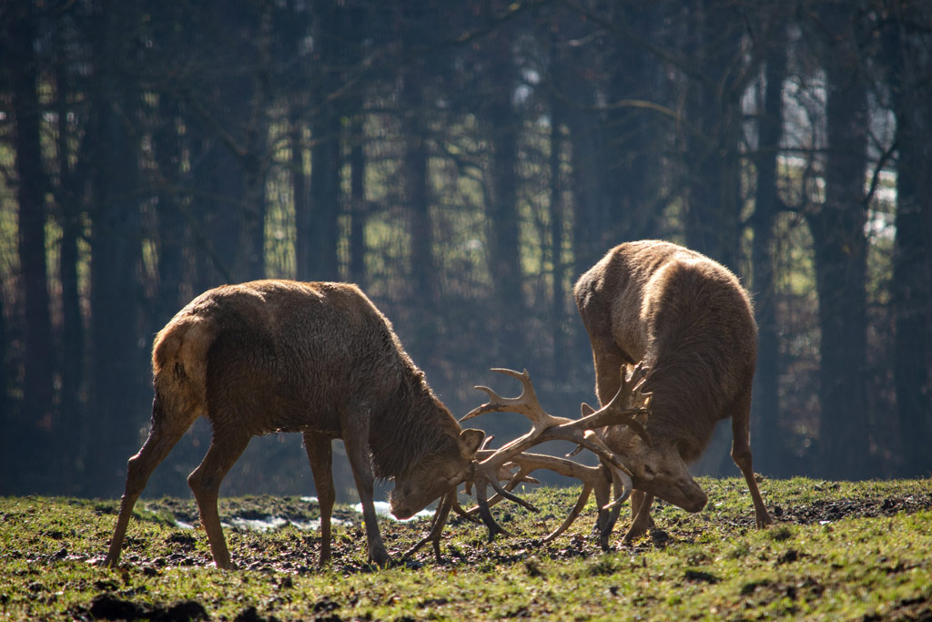 Rotwild, Brunftzeit bei Wildtieren, Jagdfakten.at informiert