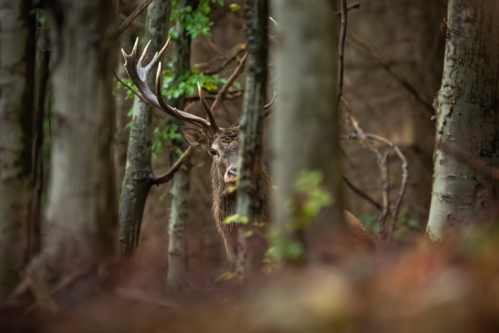 FIWI bereitet Beobachtungen aus einem Revier für Jäger wissenschaftlich auf: Jagdfakten.at informiert