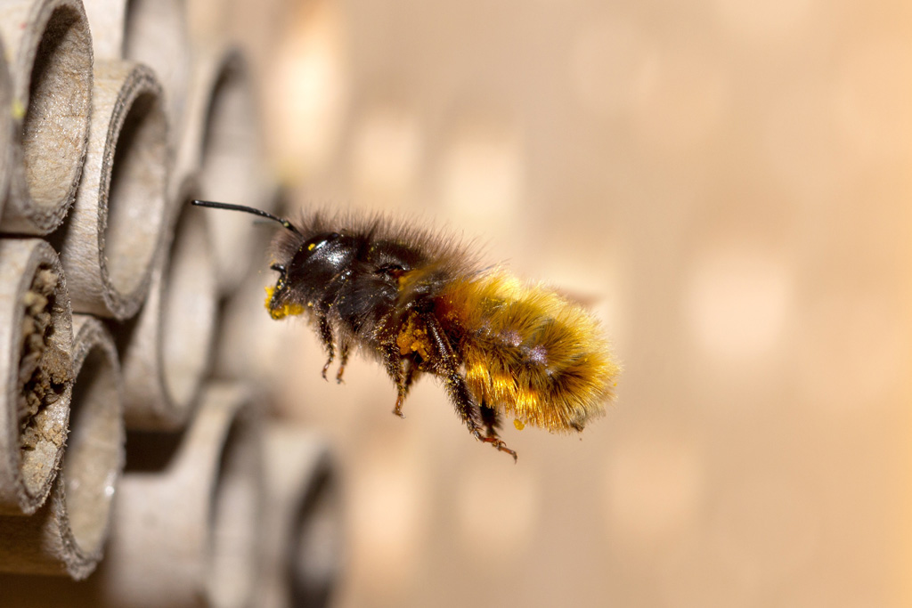 Mauerbiene im Flug - Jagdfakten.at informiert über Wildbienen in Österreich