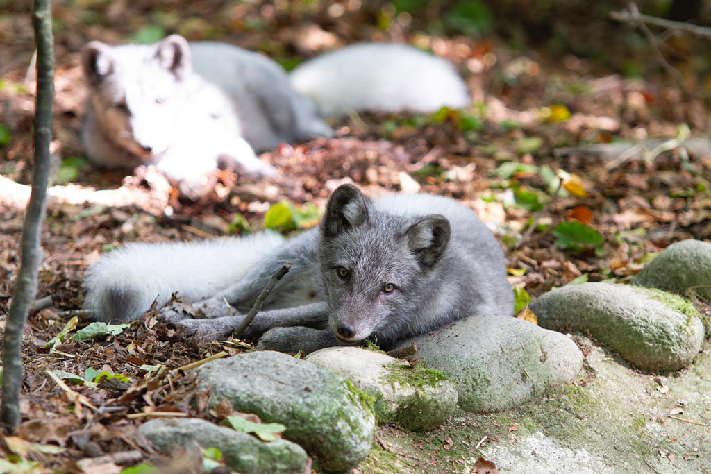 Polarfuchs im Tierpark Altenfelden - Jagdfakten.at informiert