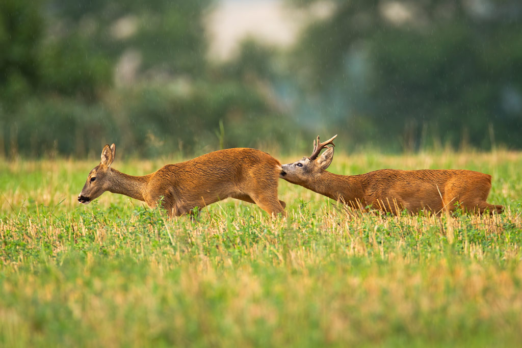 Rehbrunft, Jagdfakten.at informiert