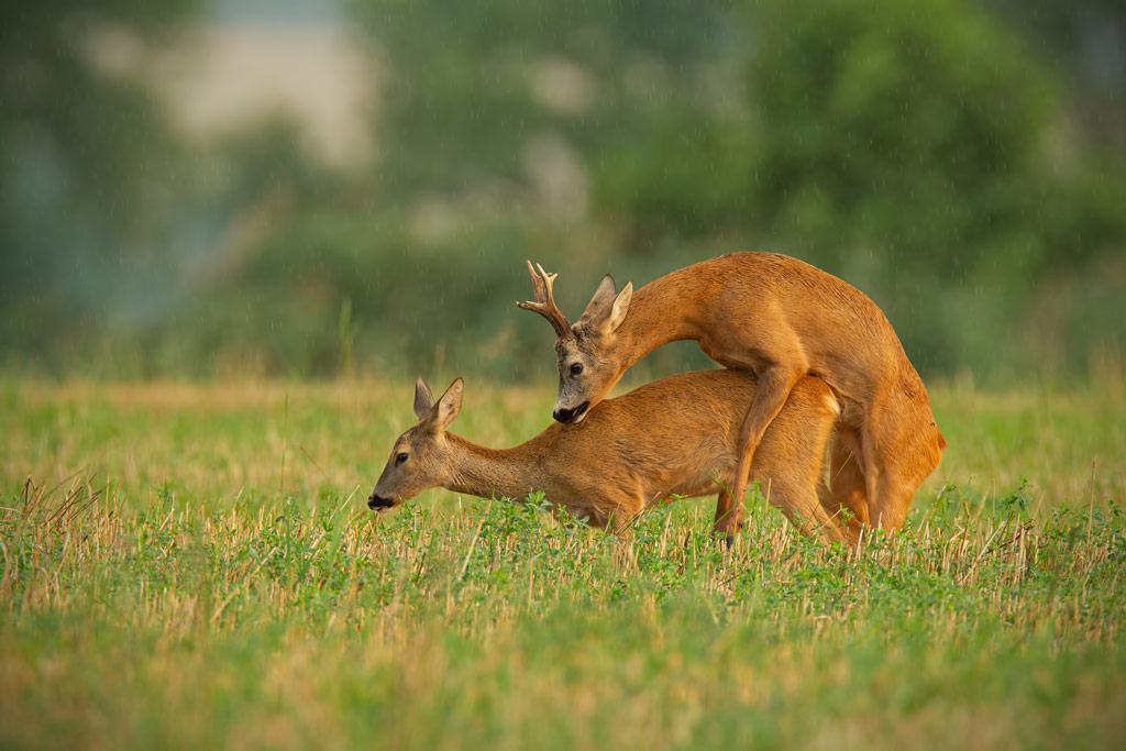 Reh-Brunft, Paarungszeit, Foto: Envato Rehwild, Brunftzeit bei Wildtieren, Jagdfakten.at informiert