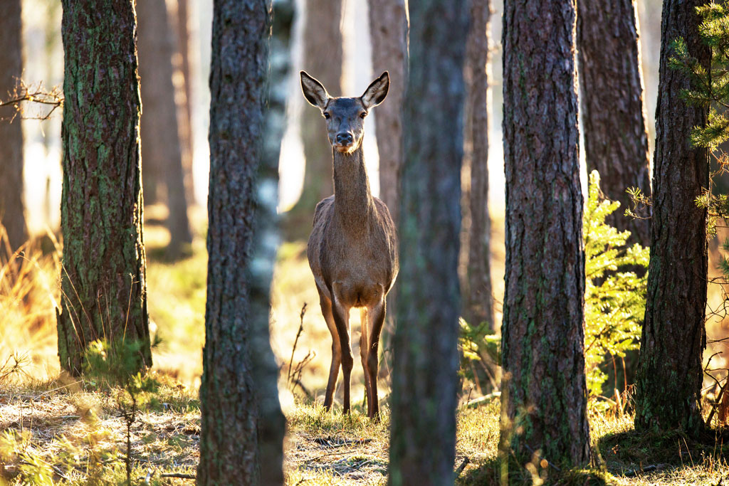 Lebensraum und Erholungsraum Wald - Jagdfakten.at informiert