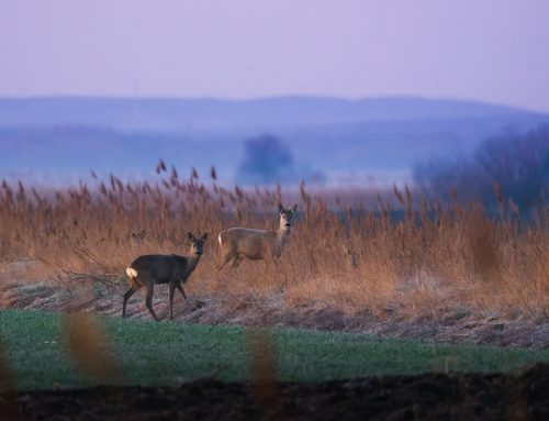 Wann sind Wildtiere aktiv? Schichtplan im Revier: