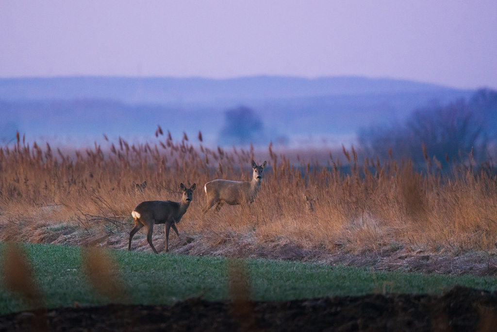 Rehwild am Morgen - Wann sind Wildtiere aktiv? Jagdfakten.at informiert