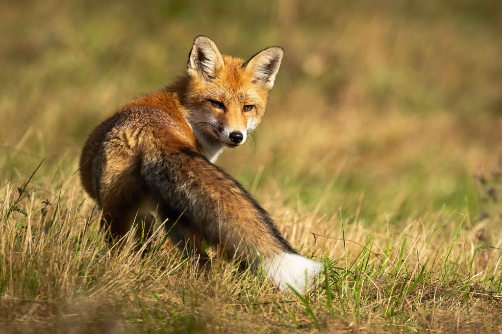 FIWI empfiehlt Handschuhe und sorgfältige Hygiene beim Umgang mit Füchsen: Jagdfakten.at informiert